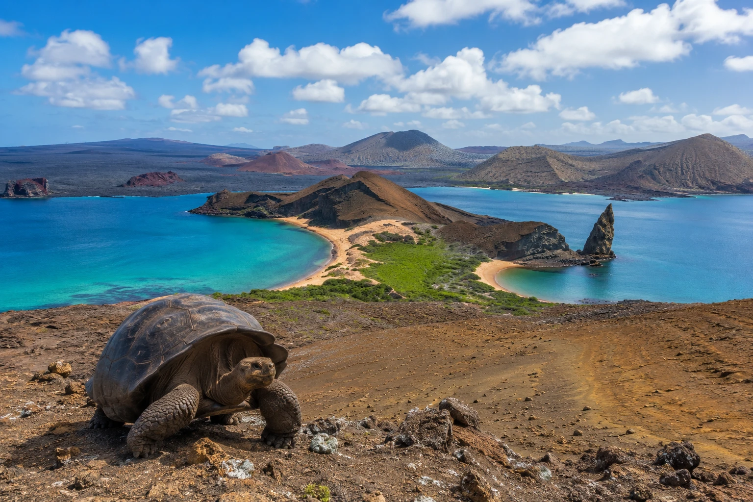 Giant tortoise above the turquoise bays and Pinnacle Rock of Bartolomé Island, Galápagos, Ecuador